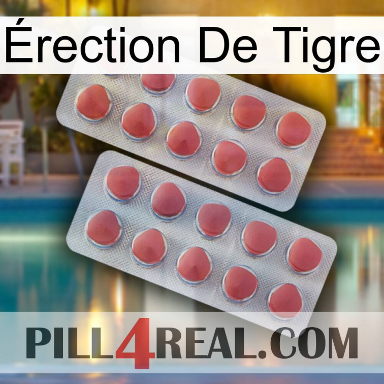 Érection De Tigre 19